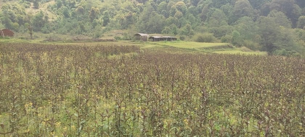 Sajilo Khoj